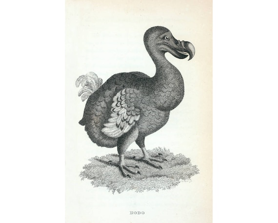 Natural history museum-Dodo-Extinct-Bird Poster