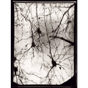 Neurons photograph by Santiago Ramón y Cajal, Neuroscience art print, Antique science wall art, Neuron, Brain, Vintage Black and white photo