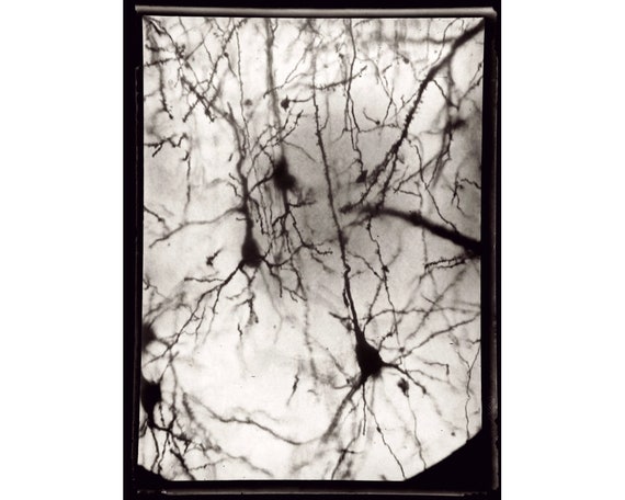 Neurons photograph by Santiago Ramón y Cajal, Neuroscience art print, Antique science wall art, Neuron, Brain, Vintage Black and white photo