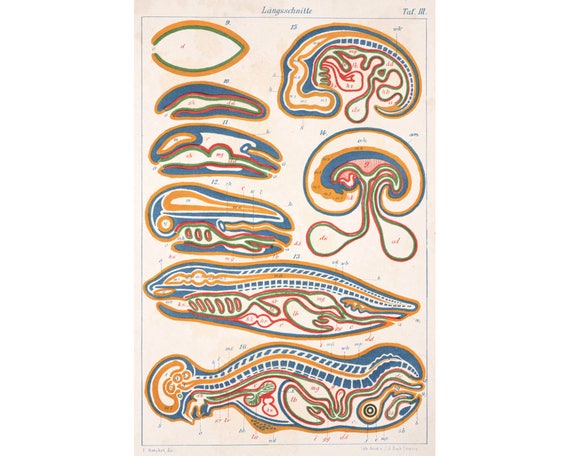 Haeckel anatomy art print, Antique anatomical art, Vintage science art, Science wall art, Biological cross sections, Art for scientist
