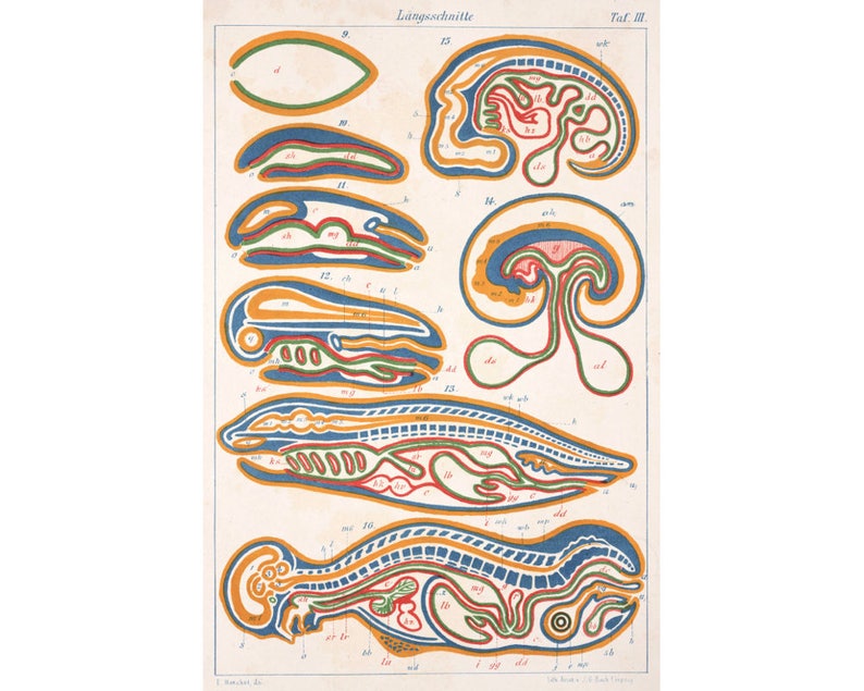 May include: A vintage anatomical illustration depicting cross-sections of a developing fish embryo. The image shows various stages of development, with different colors highlighting the internal structures. The illustration is labeled in German with numbers and letters.