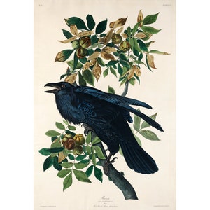 Audubon Raven art print, Birds of America, Vintage bird painting, Corvids, Raven wall art, Antique bird illustration, Natural history print