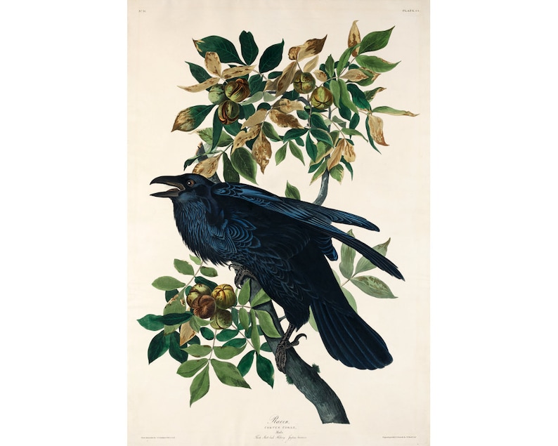 May include: A black raven perched on a branch of a tree with green leaves and brown nuts. The bird is facing right and has its beak open. The text "Raven - Corvus corax - The bird known by many names" is printed below the image.