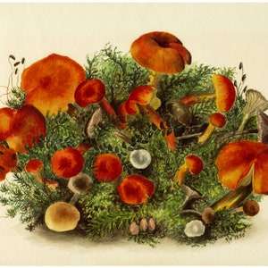May include: A watercolor painting of a cluster of orange and red mushrooms growing in a bed of green moss. The mushrooms are arranged in a variety of shapes and sizes, with some of them having white spots. The painting is signed and dated "9/6 1880".