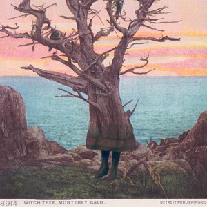 K&ouml;nnte beinhalten: Eine Vintage-Postkarte mit einem Foto eines knorrigen Baumes mit einem Sonnenuntergangshimmel und dem Meer im Hintergrund. Der Text auf der Postkarte lautet "8914 Witch Tree, Monterey, Calif. Detroit Publishing Co."
