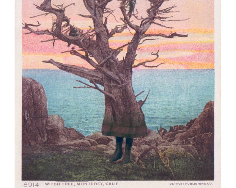 K&ouml;nnte beinhalten: Eine Vintage-Postkarte mit einem Foto eines knorrigen Baumes mit einem Sonnenuntergangshimmel und dem Meer im Hintergrund. Der Text auf der Postkarte lautet "8914 Witch Tree, Monterey, Calif. Detroit Publishing Co."