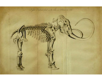 Antique Mammoth skeleton art print, Woolly Mammoth illustration, Paleontology art, Bones, Skull, Animal skeleton art, Extinct animals art