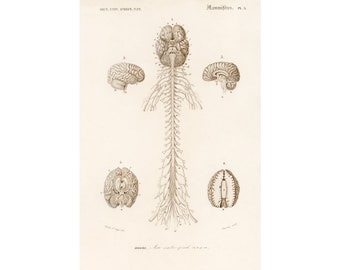 Antique brain anatomy art print, Vintage brain anatomical illustration, Neuroscience wall art, Brain poster, Large prints, Science art