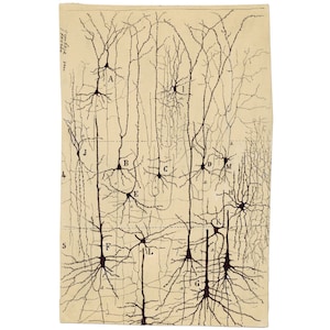 Neurons drawing, Santiago Ramón y Cajal, Antique brain anatomy art print, Vintage anatomical illustration, Neuroscience, Biology wall art