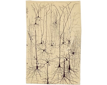 Neurons drawing, Santiago Ramón y Cajal, Antique brain anatomy art print, Vintage anatomical illustration, Neuroscience, Biology wall art