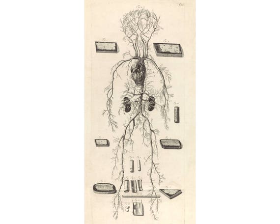 Anatomy illustrations