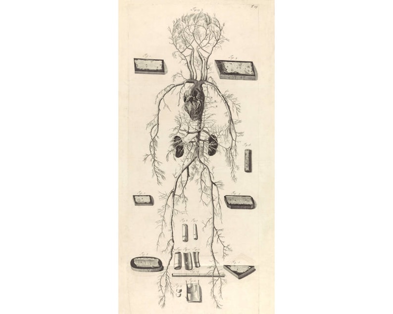Antique Anatomy Art Print Anatomy Poster Vintage Anatomy Etsy