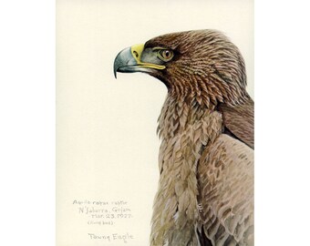 Tawny eagle art print, Louis Agassiz Fuertes Abyssinian Birds, Eagle watercolor painting, Elegant bird portrait, Raptor wall art