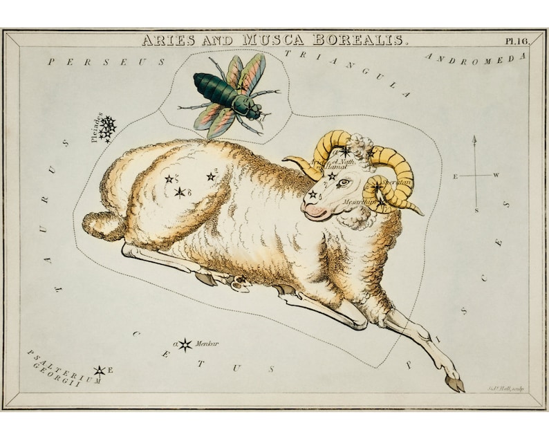 May include: A vintage illustration of the constellation Aries, depicted as a ram with a yellow-gold fleece, against a light blue background. The constellation is outlined in black, with stars marked in white. The text "ARIES AND MUSCA BOREALIS" is at the top of the image, and "PL.16." is at the top right.