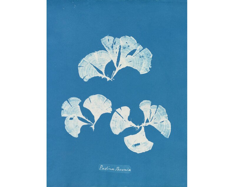May include: A cyan blue background with three white, fan-shaped seaweed specimens. The text "Padina Pavonia" is written in cursive at the bottom of the image.