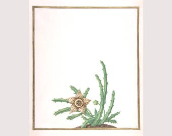 Antique botanical art print, Minimal botanical, Natural and minimalist, Succulent art, Stapelia, Starfish plant, Carrion flower, Toad cactus