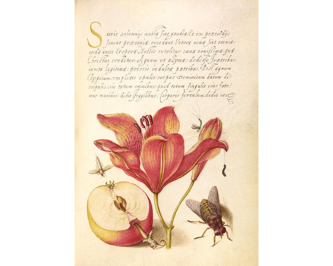 Tiger Lily Art Print Antique Botanical Art Antique Fruit Etsy