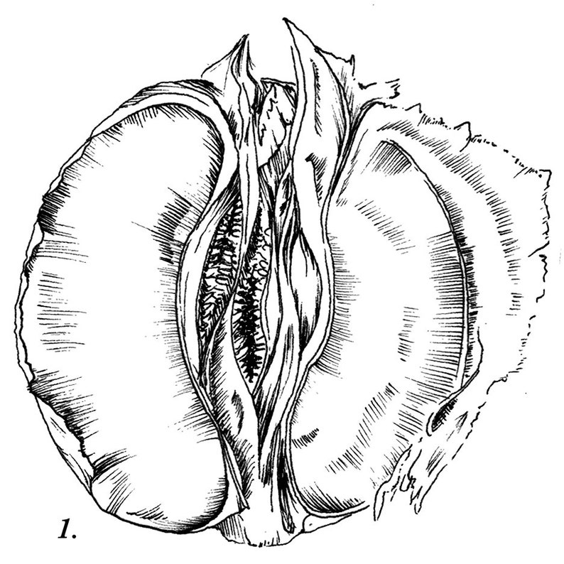 Vagina Fruits Drawing 8x10 image 3.