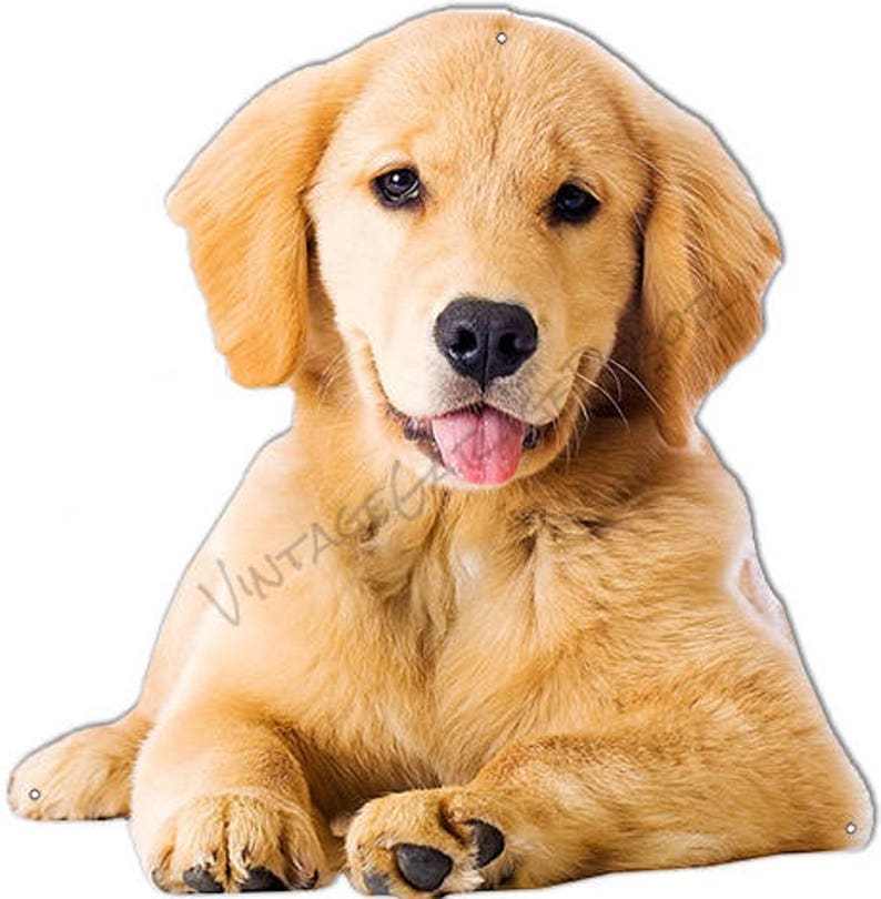 golden retriever dog baby