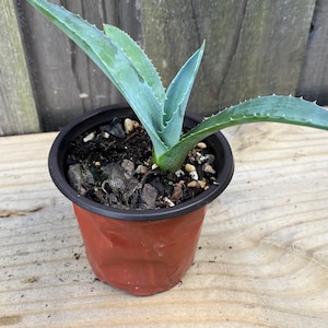 Blue agave pup. Tequila agave