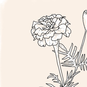 May include: A black and white line drawing of a marigold flower with a bud. The flower has many petals and is drawn in a realistic style.