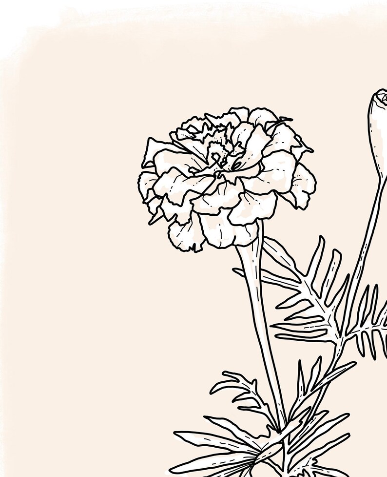 May include: A black and white line drawing of a marigold flower with a bud. The flower has many petals and is drawn in a realistic style.
