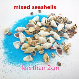 May include: A collection of mixed seashells in various shapes and sizes, all less than 2 inches in diameter. The shells are scattered on a blue surface.