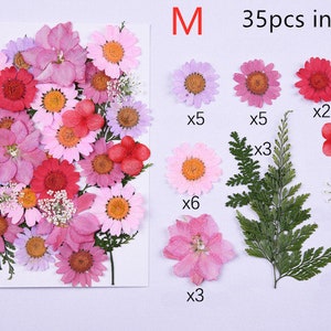 Puede incluir: Un paquete de 35 flores y helechos prensados para manualidades. El paquete incluye flores rosas y rojas, helechos verdes y flores blancas. Las flores est&aacute;n etiquetadas con la cantidad incluida en el paquete: 5 flores rosas, 5 flores moradas, 6 flores rosas, 3 helechos, 2 flores rojas, 3 flores rojas, 4 flores blancas y 4 helechos.