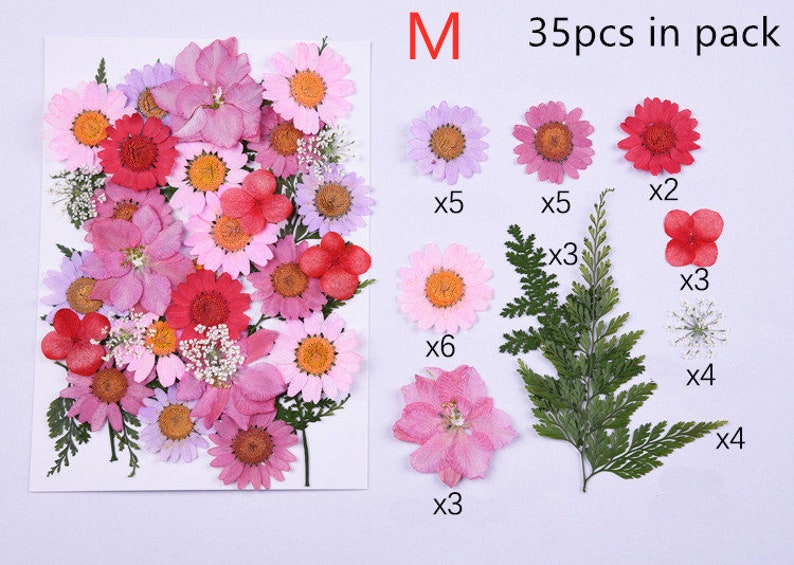 Puede incluir: Un paquete de 35 flores y helechos prensados para manualidades. El paquete incluye flores rosas y rojas, helechos verdes y flores blancas. Las flores est&aacute;n etiquetadas con la cantidad incluida en el paquete: 5 flores rosas, 5 flores moradas, 6 flores rosas, 3 helechos, 2 flores rojas, 3 flores rojas, 4 flores blancas y 4 helechos.