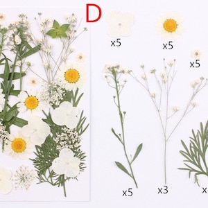 May include: Assortment of pressed white flowers and greenery, including daisies, small white flowers, and fern-like leaves. The flowers and leaves are arranged in rows with quantities listed next to each type.  The text 'D' is in the upper right corner of the image.