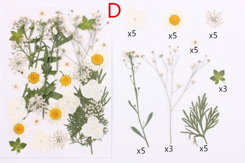 May include: Assortment of pressed white flowers and greenery, including daisies, small white flowers, and fern-like leaves. The flowers and leaves are arranged in rows with quantities listed next to each type.  The text 'D' is in the upper right corner of the image.
