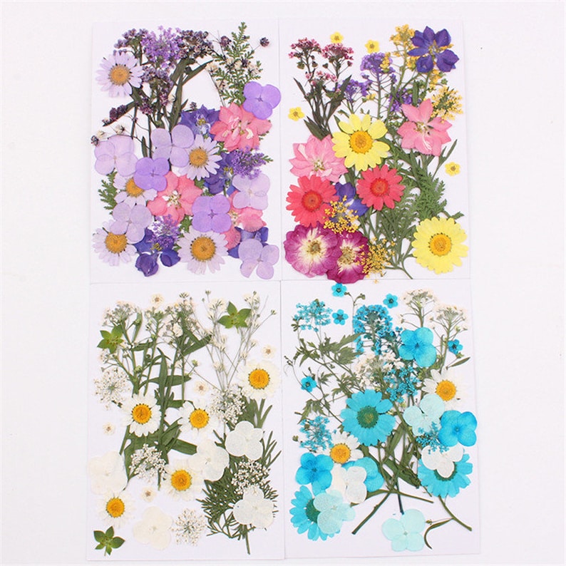 May include: Four sheets of pressed flowers, each sheet featuring a different color scheme. The first sheet has purple, pink, and blue flowers. The second sheet has red, pink, and yellow flowers. The third sheet has white and yellow flowers. The fourth sheet has blue and white flowers.