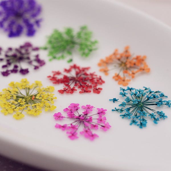 24 pièces par paquet de 2,5 à 3 cm de dentelle minoenne, vraies fleurs séchées, fleurs pressées, fleurs naturelles dans un emballage de séchage sous vide, autocollants pour les ongles