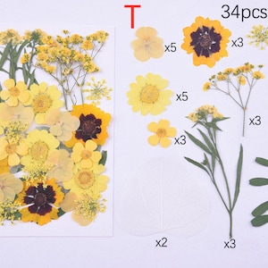 Puede incluir: Una colecci&oacute;n de 34 flores y hojas secas prensadas en amarillo, marr&oacute;n y verde. Las flores incluyen peque&ntilde;as flores amarillas, flores amarillas grandes y flores amarillas con centros marrones. Las hojas son verdes y tienen una textura delicada. 34 piezas en el paquete.
