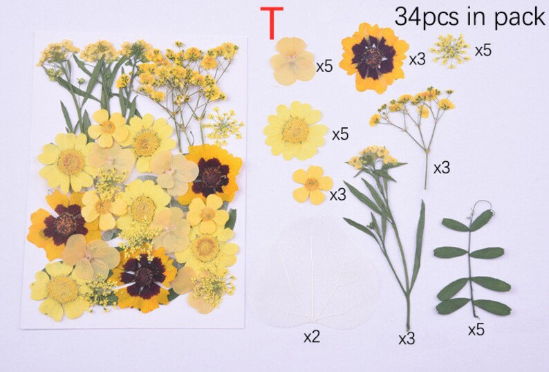 Puede incluir: Una colecci&oacute;n de 34 flores y hojas secas prensadas en amarillo, marr&oacute;n y verde. Las flores incluyen peque&ntilde;as flores amarillas, flores amarillas grandes y flores amarillas con centros marrones. Las hojas son verdes y tienen una textura delicada. 34 piezas en el paquete.