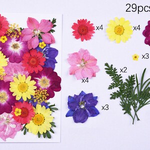 May include: Assortment of 29 pressed flowers and leaves for crafting. Includes pink, red, yellow, purple, and blue flowers, as well as green leaves.  29pcs in pack.