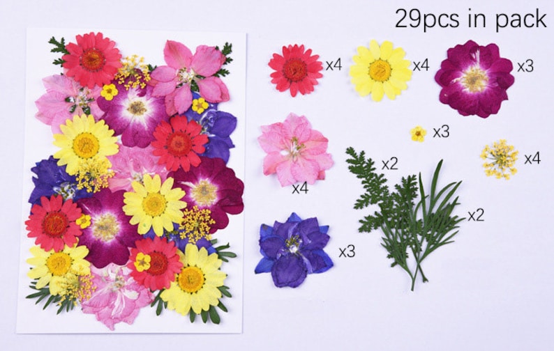 May include: Assortment of 29 pressed flowers and leaves for crafting. Includes pink, red, yellow, purple, and blue flowers, as well as green leaves.  29pcs in pack.