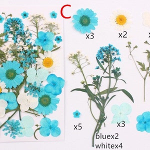 May include: Assortment of pressed flowers in blue and white colors.  The flowers include hydrangeas, daisies, forget-me-nots, and other small flowers.  The flowers are arranged in a bouquet shape.  The image includes the text "blue x2 white x4" and "x3" and "x5".