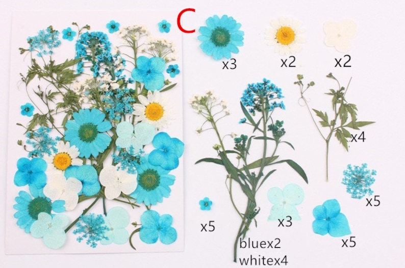 May include: Assortment of pressed flowers in blue and white colors.  The flowers include hydrangeas, daisies, forget-me-nots, and other small flowers.  The flowers are arranged in a bouquet shape.  The image includes the text "blue x2 white x4" and "x3" and "x5".