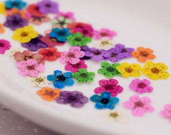 24 pieces per package 0.6-1cm little Narcissus real dried flowers Pressed flowers natural flower in Vacuum drying package, Nail stickers