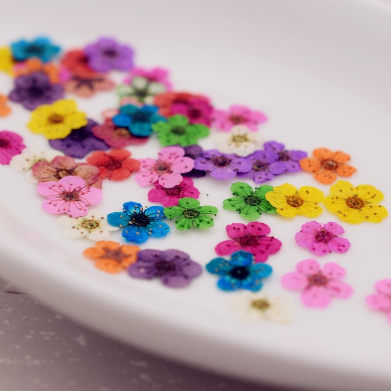 24 pieces per package 0.6-1cm little Narcissus real dried flowers Pressed flowers natural flower in Vacuum drying package, Nail stickers image 1