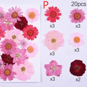 Puede incluir: Una colecci&oacute;n de 20 flores prensadas en varios tonos de rosa y rojo. Las flores est&aacute;n dispuestas en filas con la cantidad de cada tipo que se indica debajo. 20 piezas en el paquete.