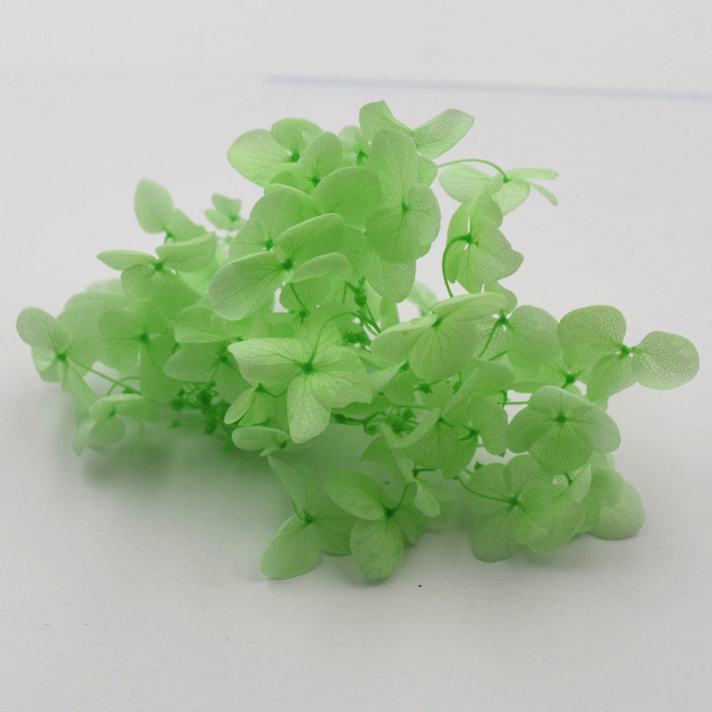 Small Box Hydrangea Small Colorful Real Dried Flowers Glass Etsy