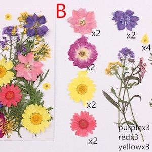 May include: Assortment of pressed flowers and leaves for crafting. Includes purple, pink, yellow, and red flowers, as well as green leaves.  There are 3 purple flowers, 3 red flowers, and 3 yellow flowers.  There are 2 of the green leaves.
