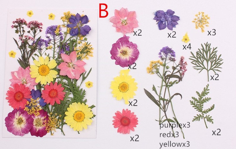 May include: Assortment of pressed flowers and leaves for crafting. Includes purple, pink, yellow, and red flowers, as well as green leaves.  There are 3 purple flowers, 3 red flowers, and 3 yellow flowers.  There are 2 of the green leaves.