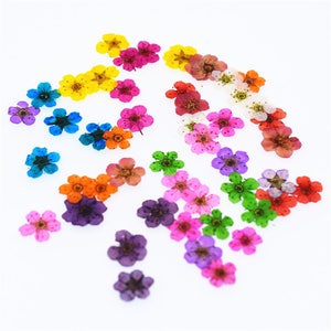24 pieces per package 0.6-1cm little Narcissus real dried flowers Pressed flowers natural flower in Vacuum drying package, Nail stickers image 2