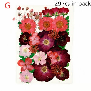 Puede incluir: Un paquete de 29 flores prensadas en tonos de rosa, rojo y burdeos. Las flores incluyen rosas, margaritas y otras flores peque&ntilde;as.  29Pcs in pack.