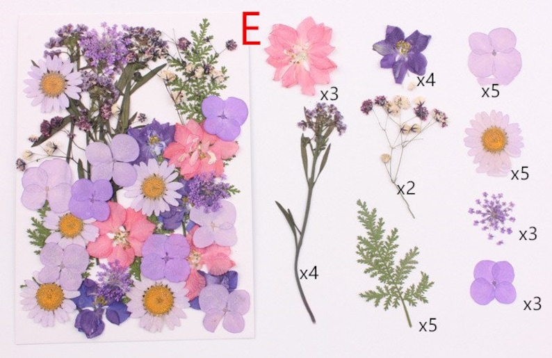 May include: Assortment of pressed flowers and leaves in shades of purple, pink, and green.  The flowers include daisies, hydrangeas, and a single pink flower labeled "E".