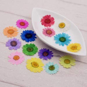 10 pieces 2.5-3cm Chrysanthemum multicaule real dried flowers Pressed flowers colours natural flower jewelry making filler vacuumize