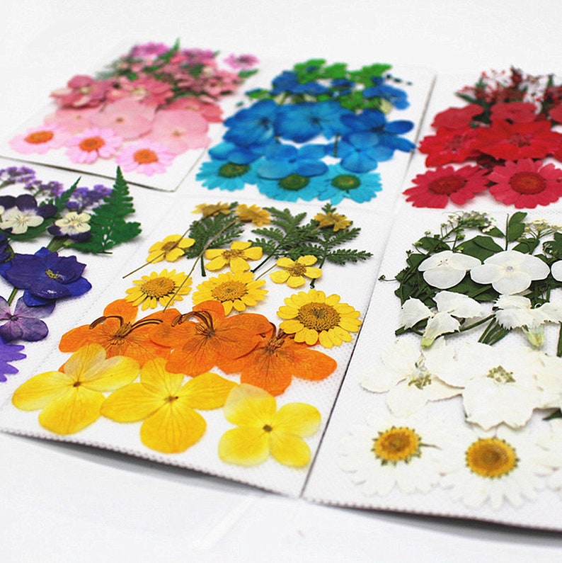 Puede incluir: Surtido de flores prensadas en varios colores, incluyendo rosa, azul, amarillo, naranja, rojo y blanco. Las flores est&aacute;n dispuestas en cartulina blanca.